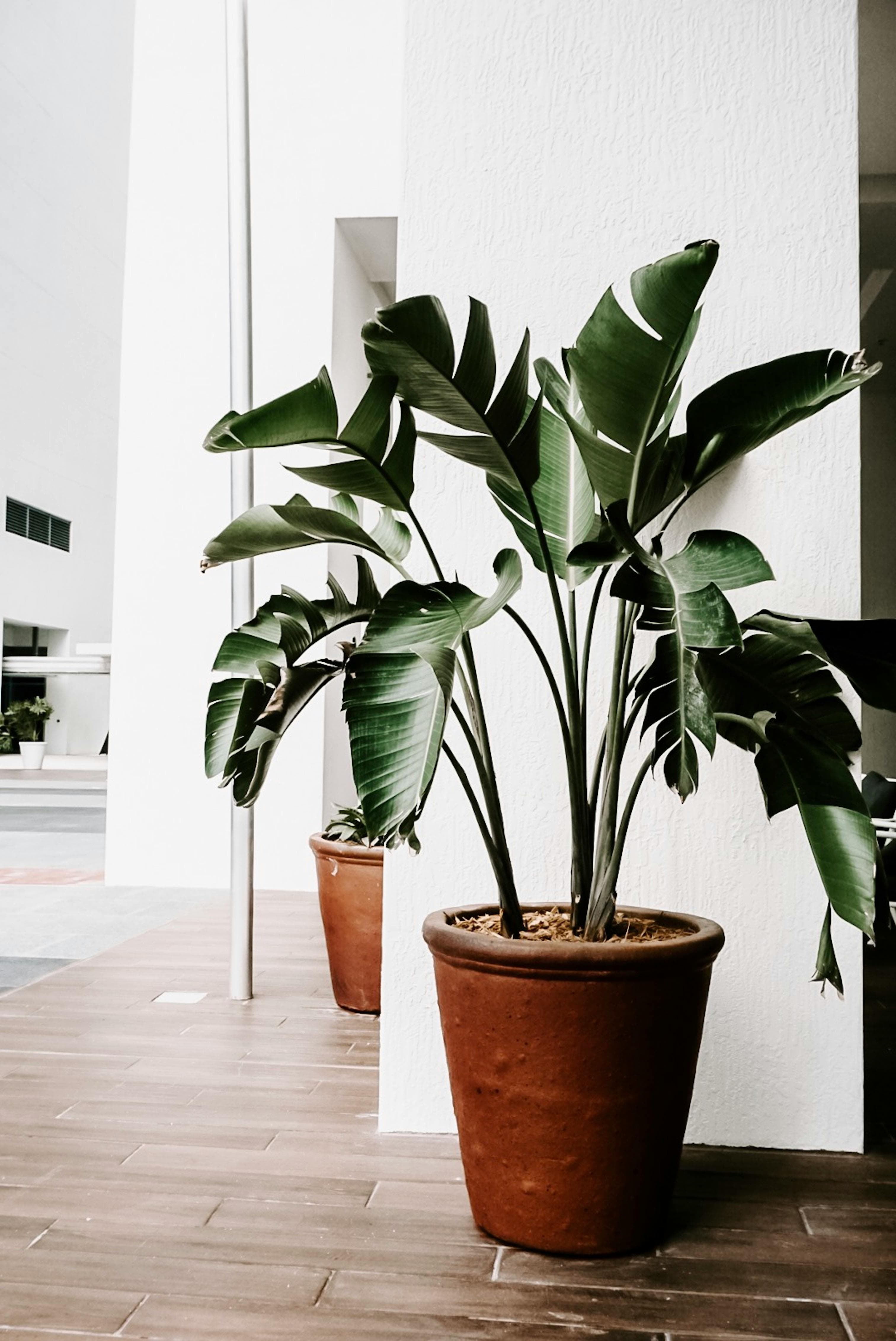 Large leafy plant in a terracotta pot in a bright interior